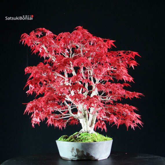 Acero palmato var. Deshojo - immagine 4