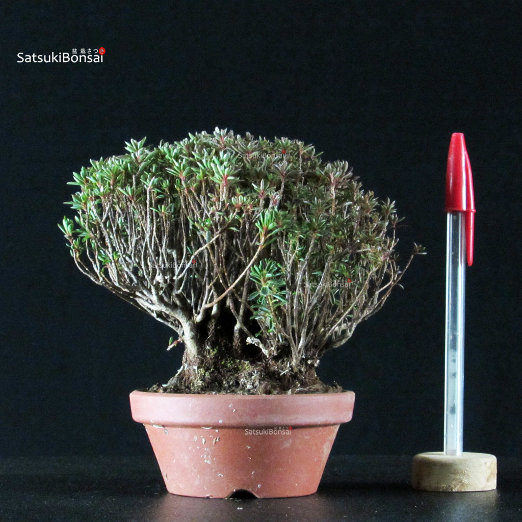 255549_1-Satsuki-azalea-Saotome Azalea Satsuki SAOTOME - immagine 1