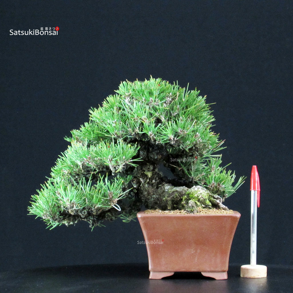 255642_1-Pinus-thunbergii-shohin Pinus Thunbergii Kuromatsu - immagine 1