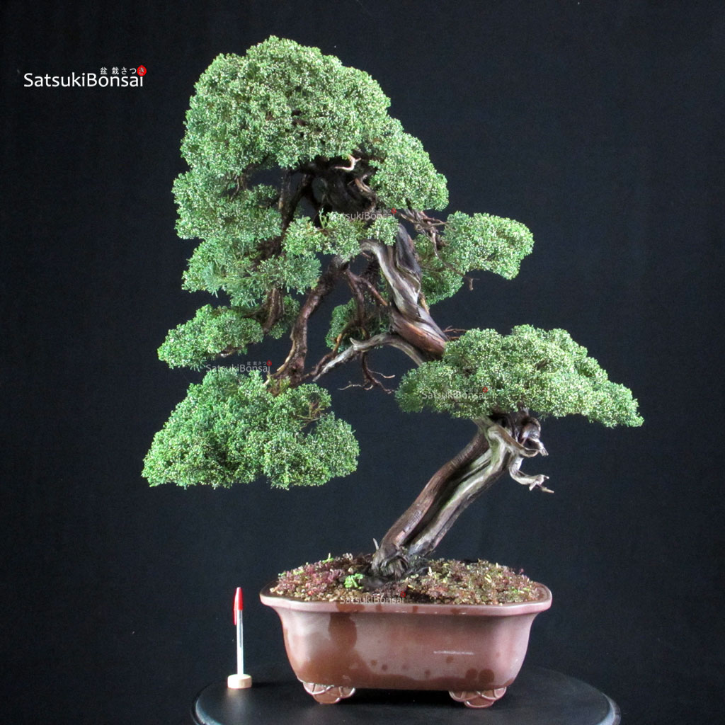 5124_1-Juniperus-chinensis-Kishu Juniperus Chinensis Kishu - immagine 1
