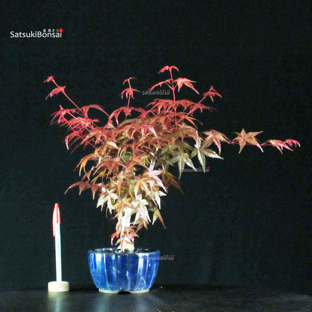 255170_1-Acer-deshojo Acero palmato var. Deshojo - immagine 1