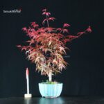 Acero palmato var. Deshojo
