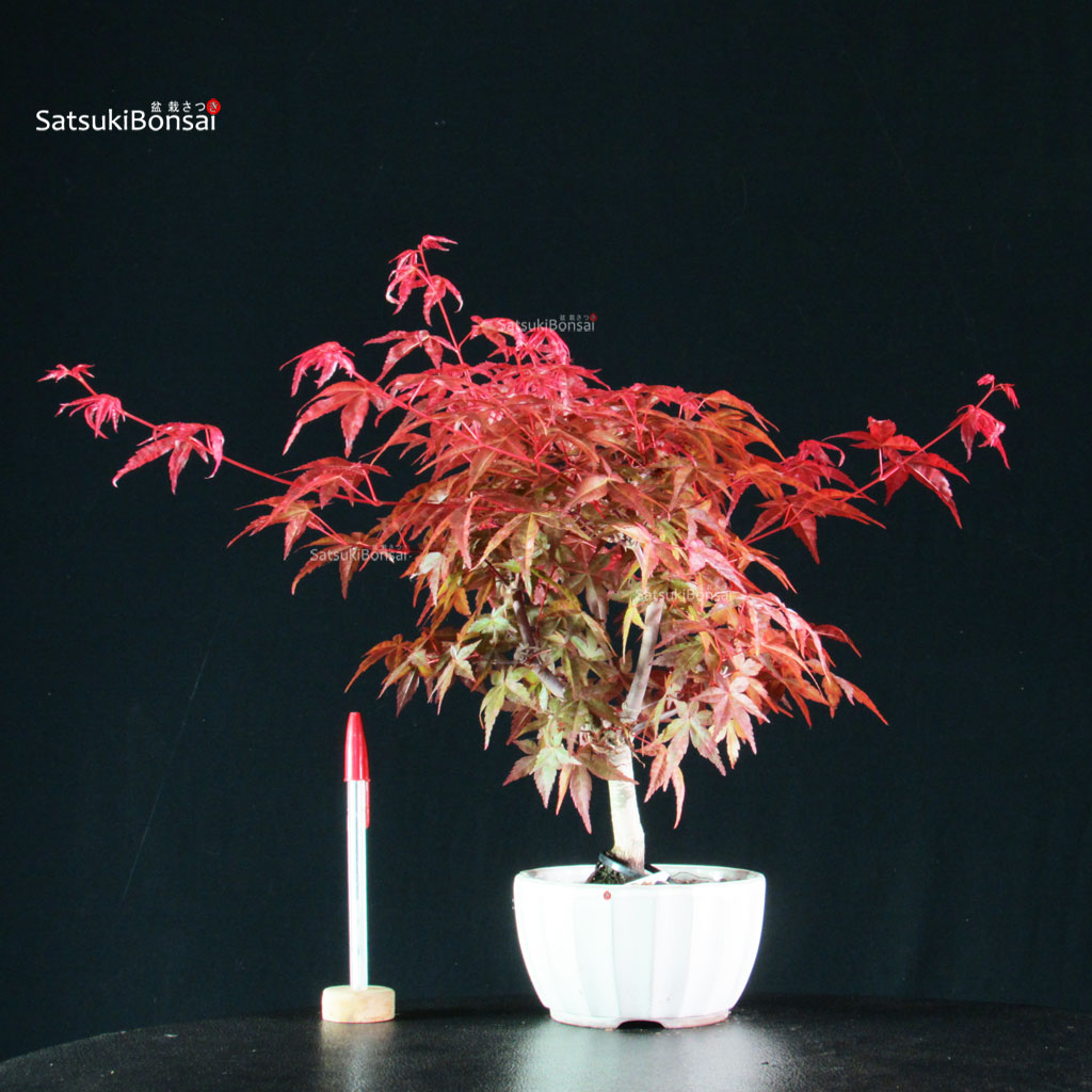 255176_1-Acer-deshojo Acero palmato var. Deshojo - immagine 1