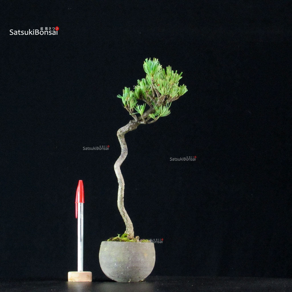 255181_1-Pinus-pentaphylla Pinus Pentaphylla - Goyomatsu - immagine 1