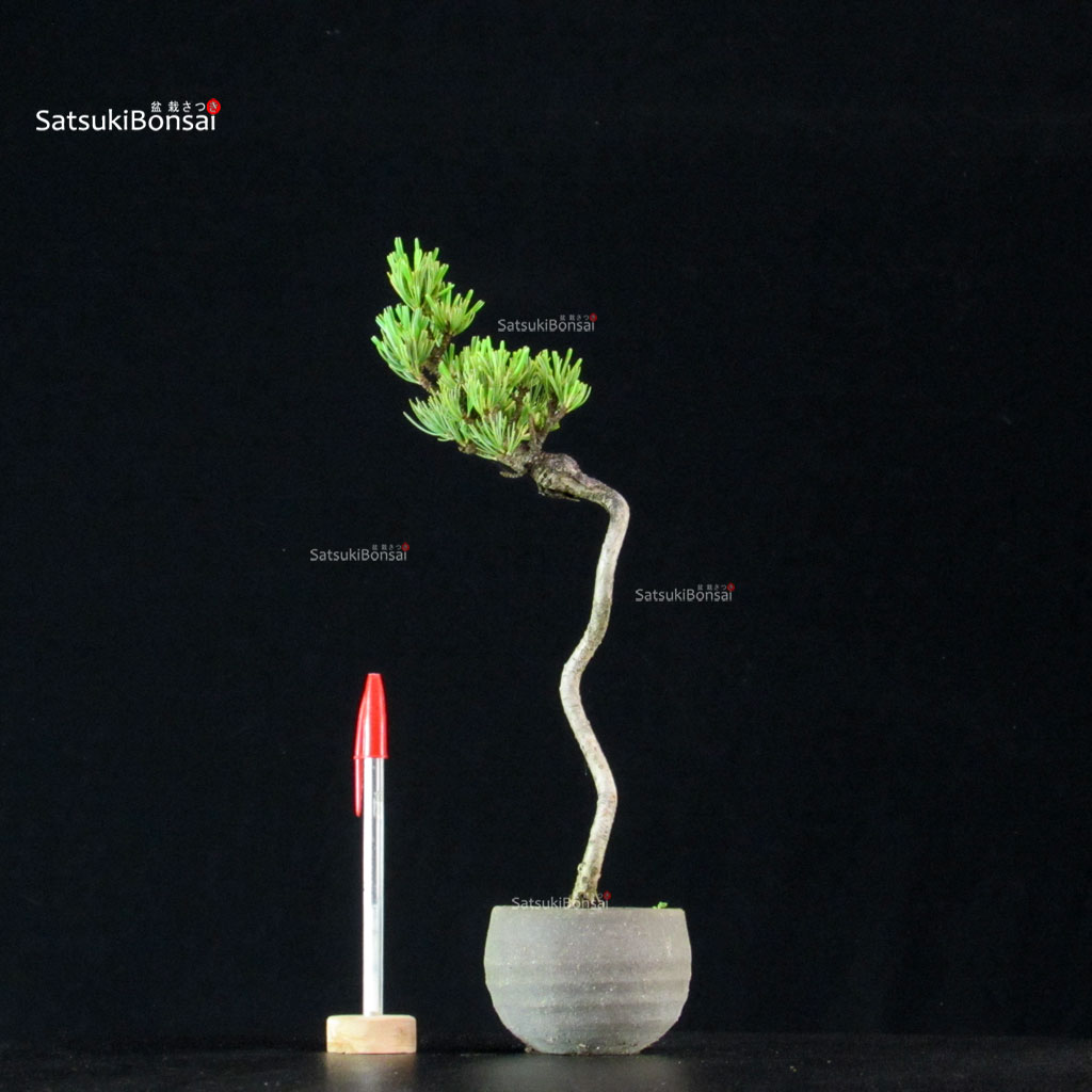 255183_1-Pinus-pentaphylla Pinus Pentaphylla - Goyomatsu - immagine 1
