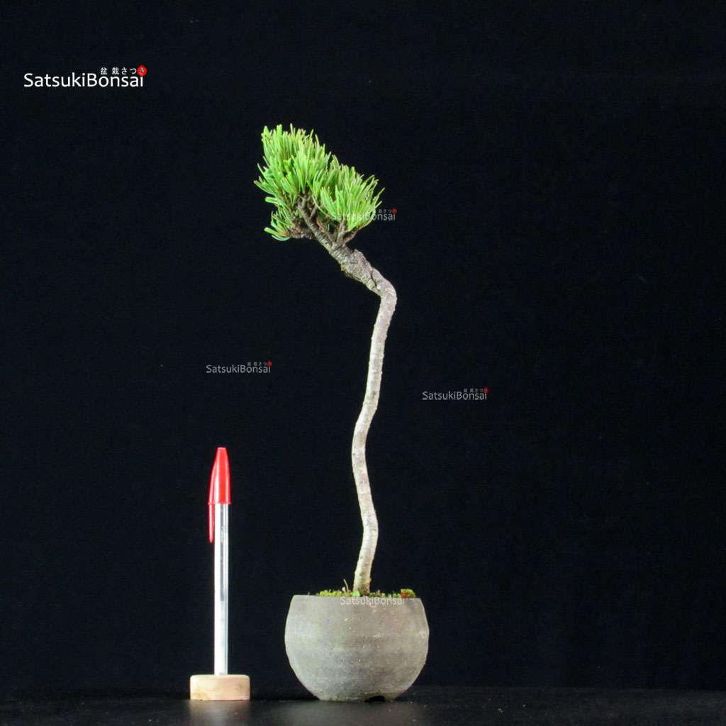 255185_1-Pinus-pentaphylla Pinus Pentaphylla - Goyomatsu - immagine 1