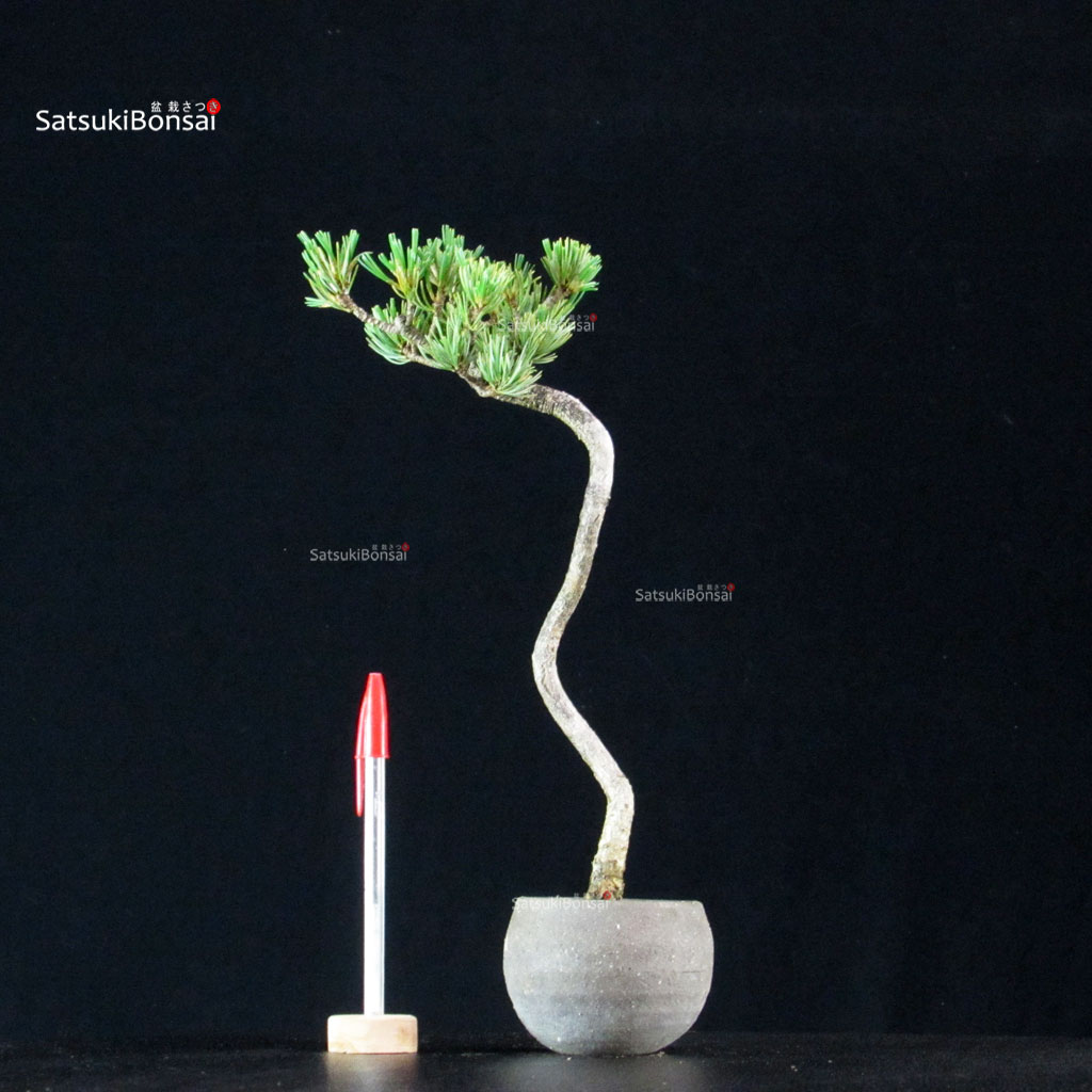 255188_1-Pinus-pentaphylla Pinus Pentaphylla - Goyomatsu - immagine 1