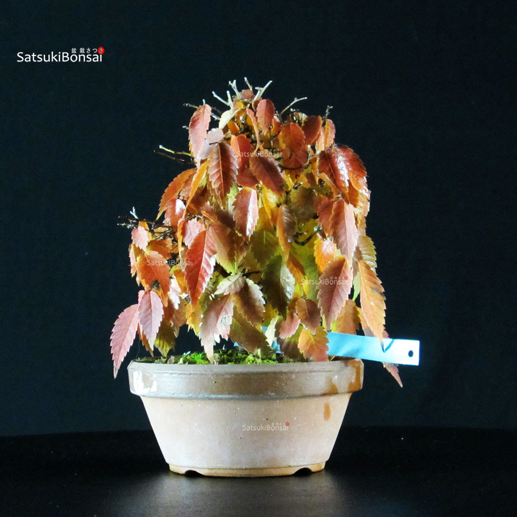 255189_4-Enkianthus-perulatus Zelkova Serrata - immagine 1