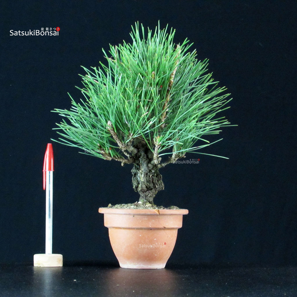 255194_1-Pinus-thunbergii-corticosa Pinus Thunbergii Corticosa Nishikimatsu - immagine 1