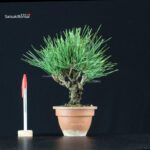 Pinus Thunbergii Corticosa Nishikimatsu