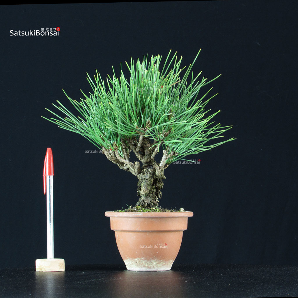255195_1-Pinus-thunbergii-corticosa Pinus Thunbergii Corticosa Nishikimatsu - immagine 1