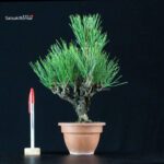 Pinus Thunbergii Corticosa Nishikimatsu