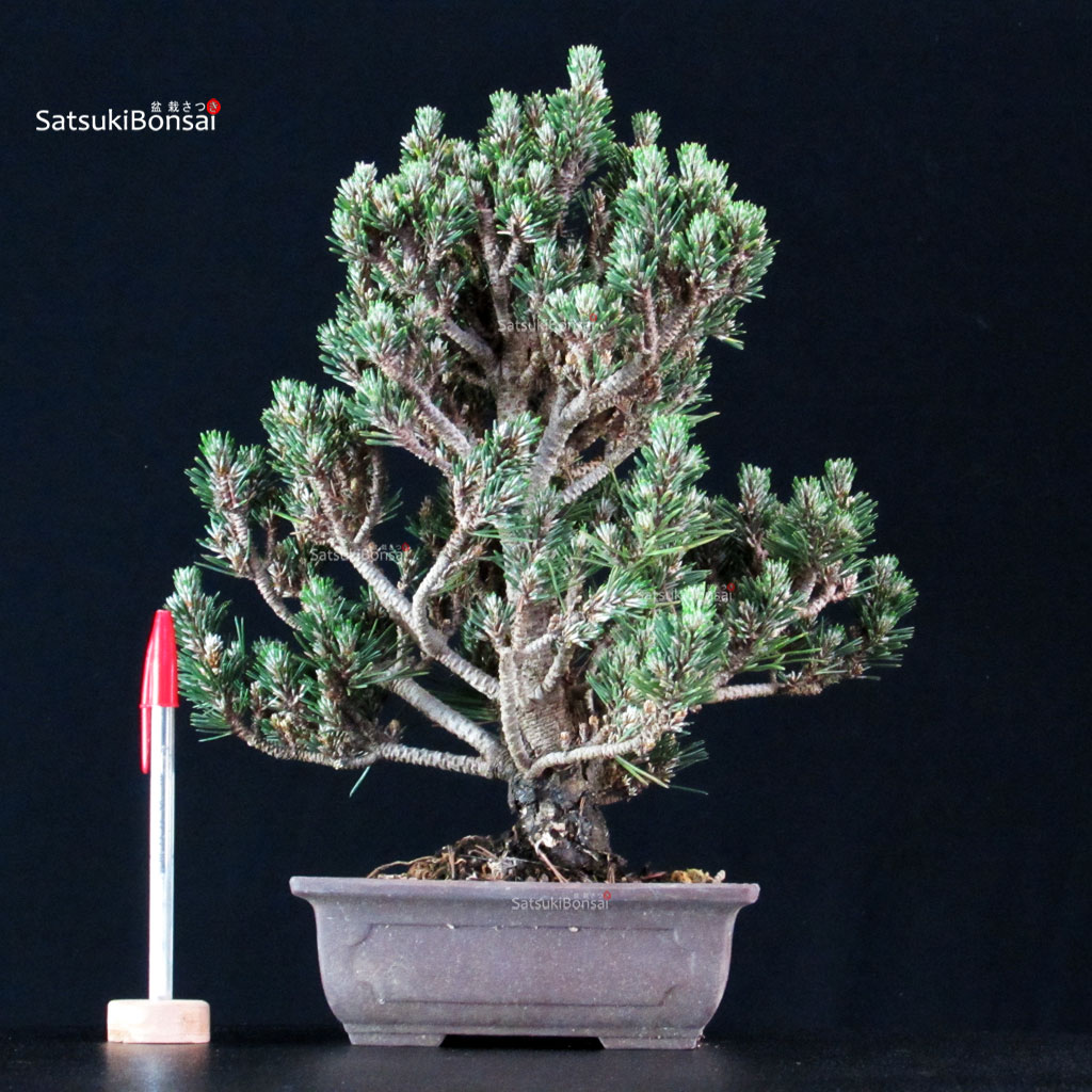 255204_1-Pinus-thunbergii-kotobuki-senjumaru Pinus Thunbergii Kuromatsu Kotobuki Senjumaru - immagine 1