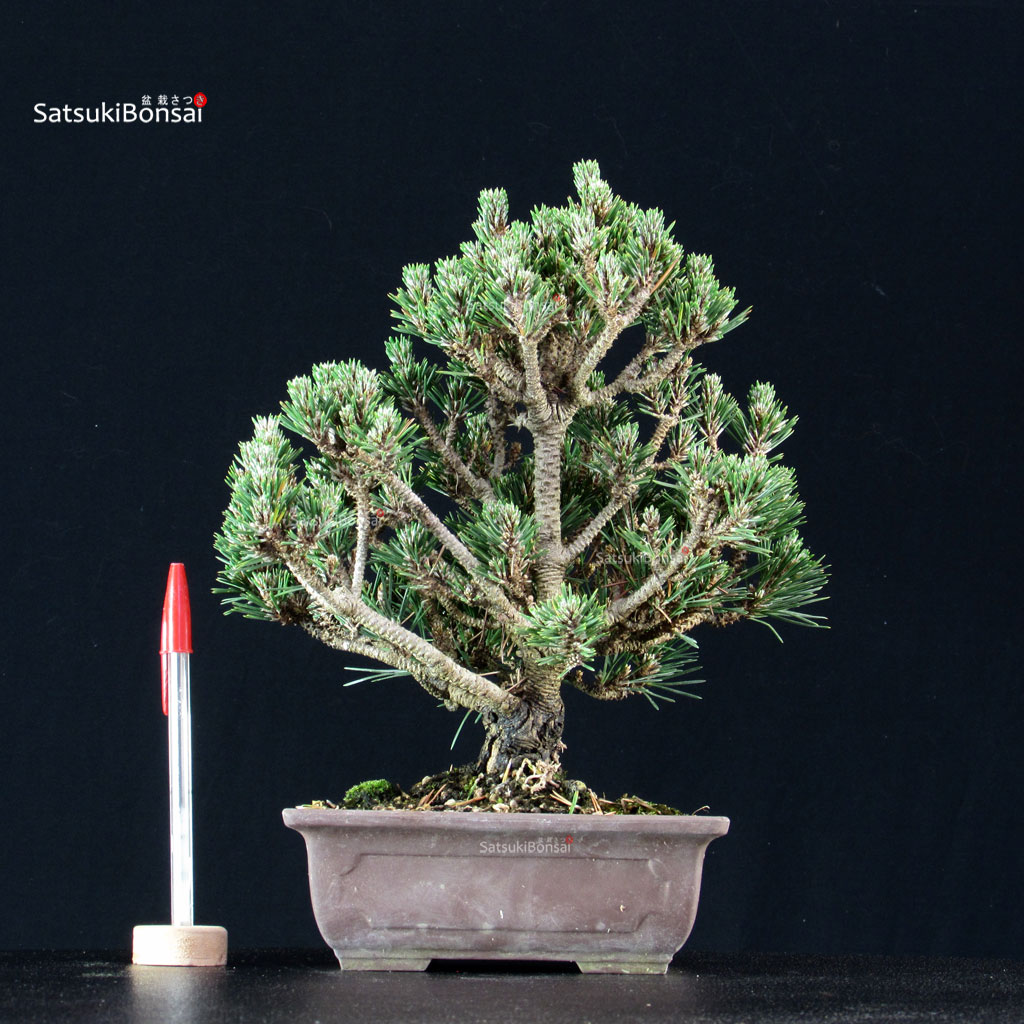 255207_1-Pinus-thunbergii-kotobuki-senjumaru Pinus Thunbergii Kuromatsu Kotobuki Senjumaru - immagine 1