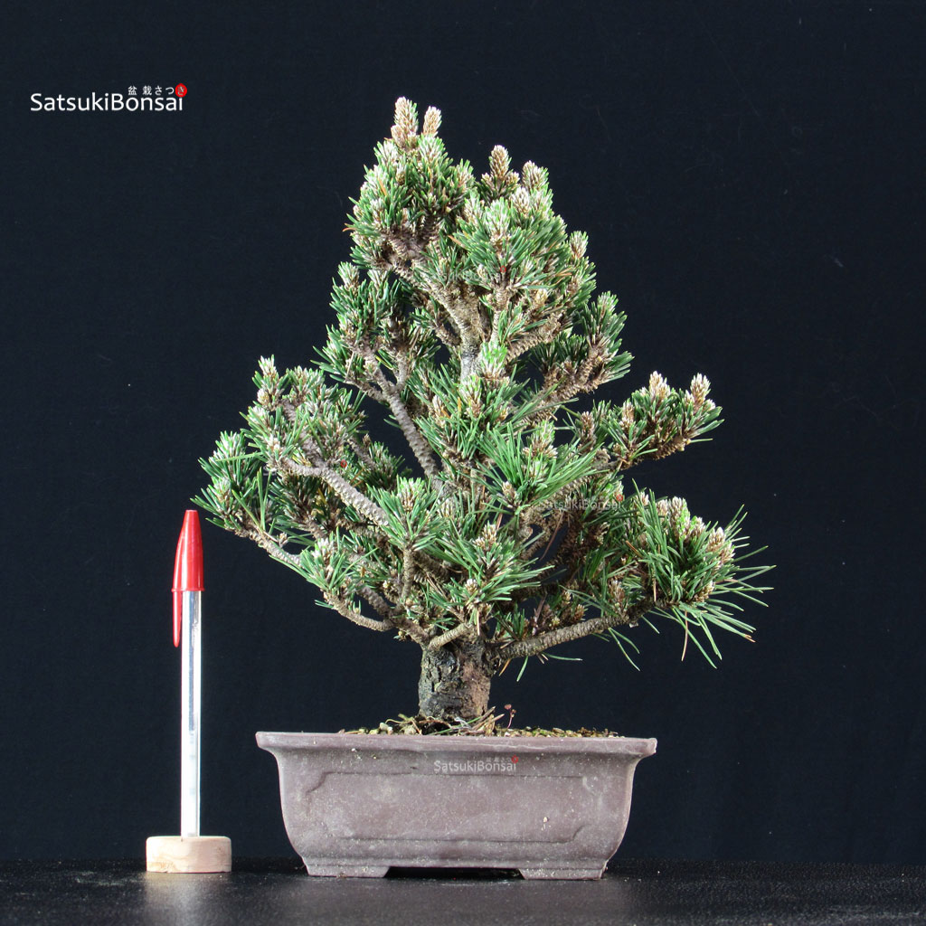 255209_1-Pinus-thunbergii-kotobuki-senjumaru Pinus Thunbergii Kuromatsu Kotobuki Senjumaru - immagine 1