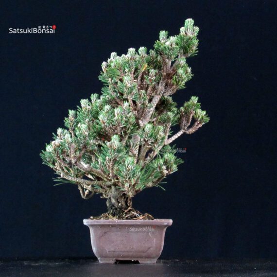 Pinus Thunbergii Kuromatsu Kotobuki Senjumaru - immagine 2