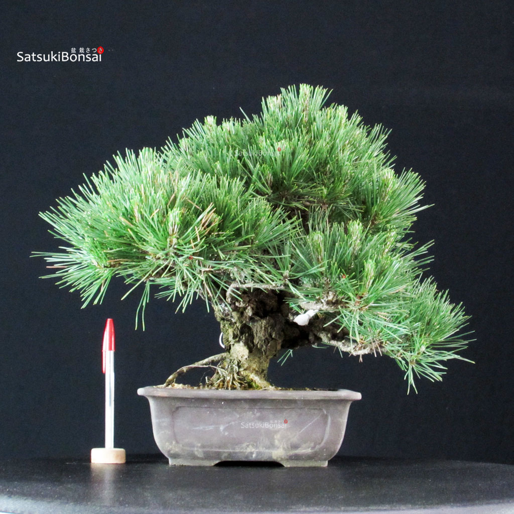 255215_1-Pinus-thunbergii Pinus Thunbergii Kuromatsu - immagine 1