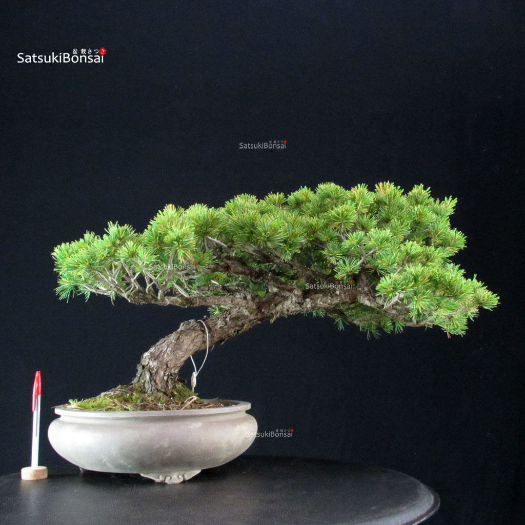 255301_2-Pinus-pentaphylla Pinus Pentaphylla - Goyomatsu - immagine 1