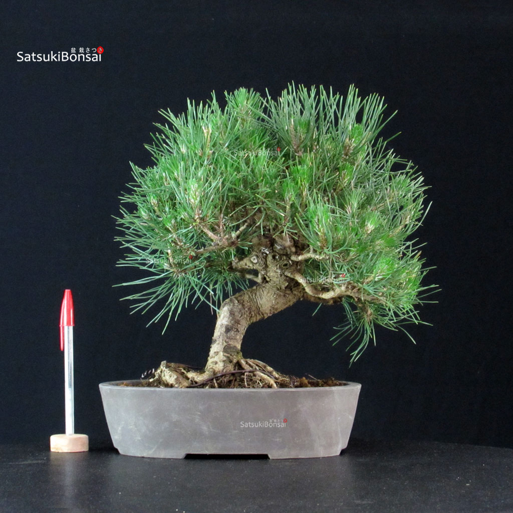 255310_1-Pinus-thunbergii Pinus Thunbergii Kuromatsu - immagine 1