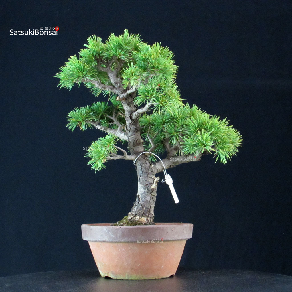 255316_1-Pinus-pentaphylla Pinus Pentaphylla - Goyomatsu - immagine 1