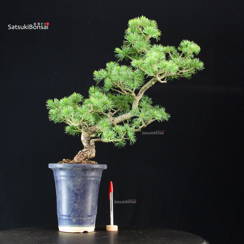 255317_1-Pinus-pentaphylla Pinus Pentaphylla - Goyomatsu - immagine 1