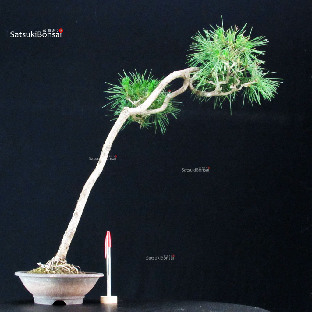 255320_1-Pinus-densiflora Pinus Spp. - immagine 1