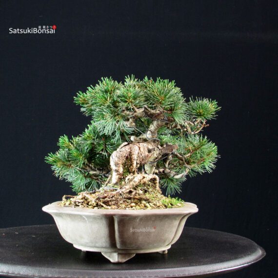 Pinus Pentaphylla - Goyomatsu - immagine 4
