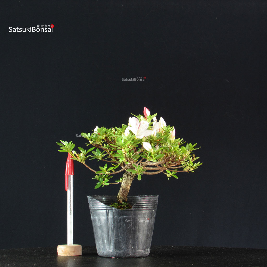 255469_2-Satsuki-azalea-Kotaro Azalea Satsuki KOTARO - immagine 1