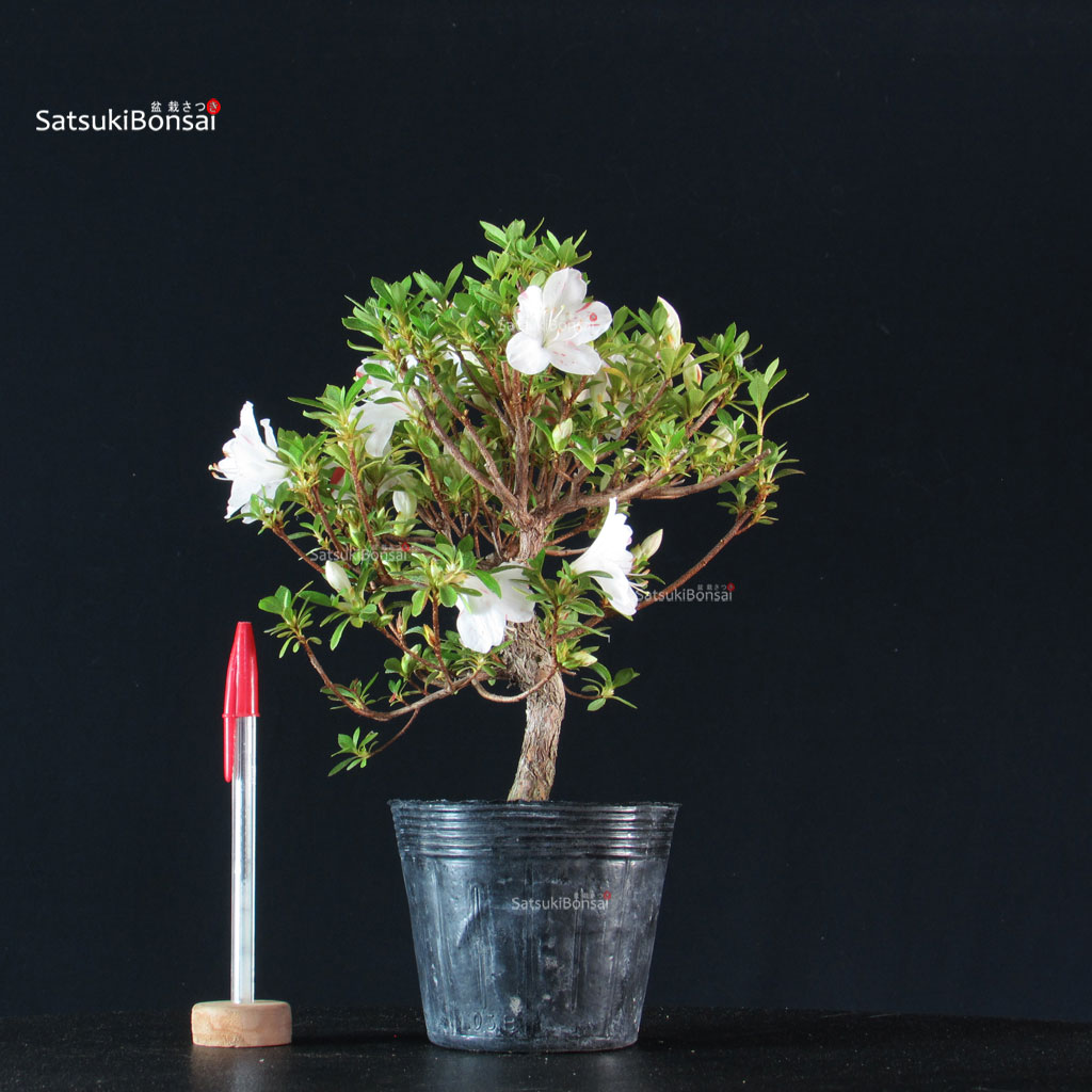 255473_2-Satsuki-azalea-Kotaro Azalea Satsuki KOTARO - immagine 1
