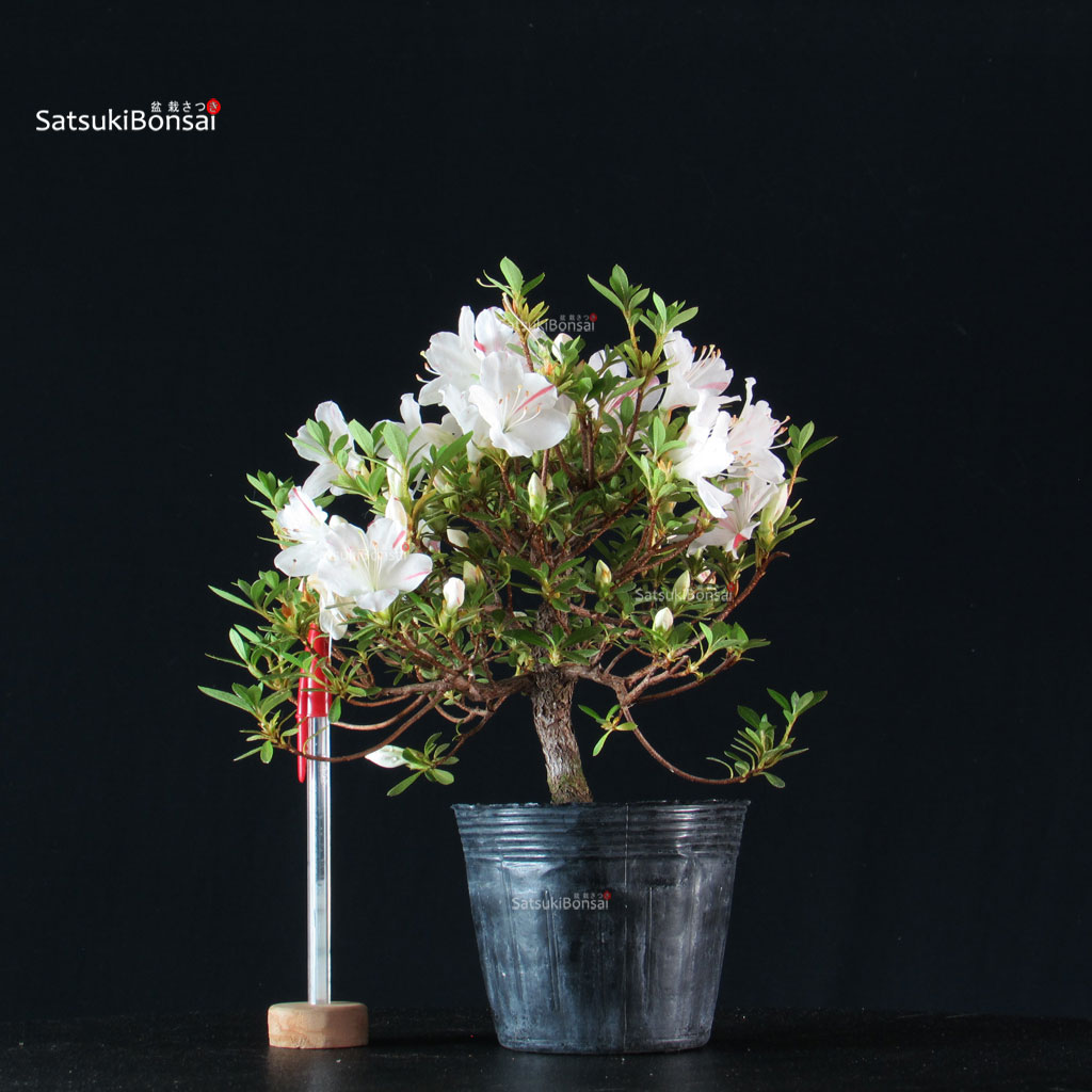 255474_2-Satsuki-azalea-Kotaro Azalea Satsuki KOTARO - immagine 1