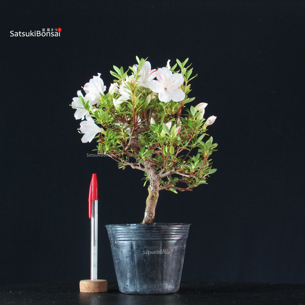 255478_2-Satsuki-azalea-Kotaro Azalea Satsuki KOTARO - immagine 1