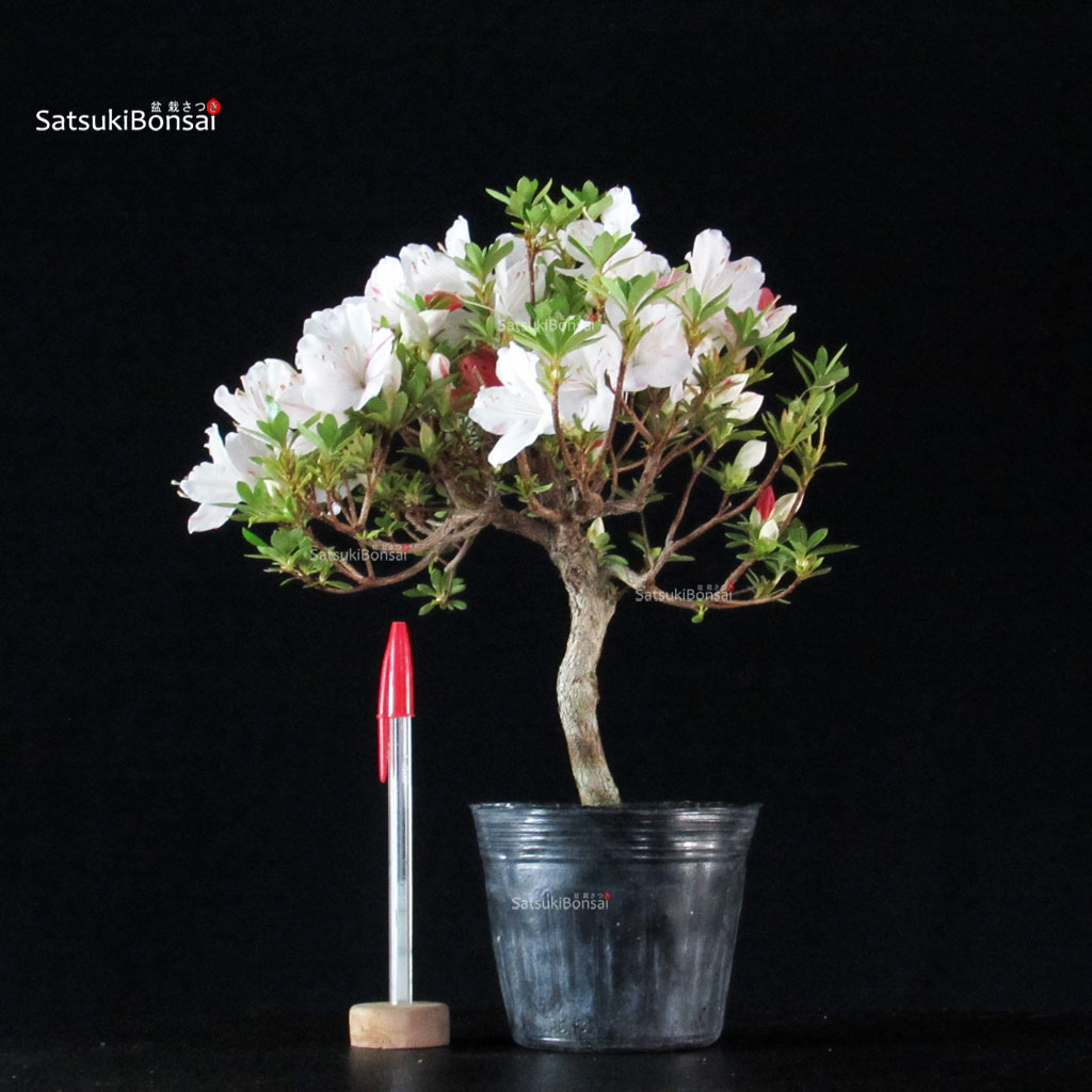 255483_2-Satsuki-azalea-Kotaro Azalea Satsuki KOTARO - immagine 1