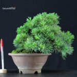 Pinus Pentaphylla - Goyomatsu