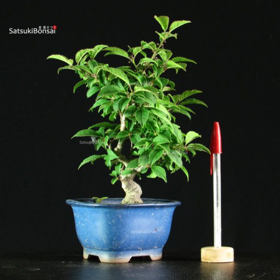 Ilex serrata femmina - immagine 7
