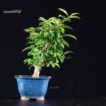 Ilex serrata femmina - immagine 8