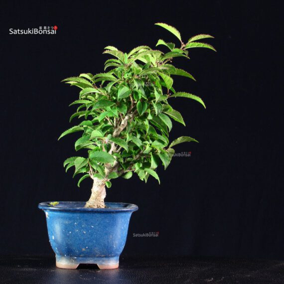 Ilex serrata femmina - immagine 8