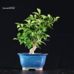 Ilex serrata femmina - immagine 9