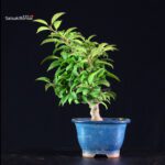 Ilex serrata femmina - immagine 10