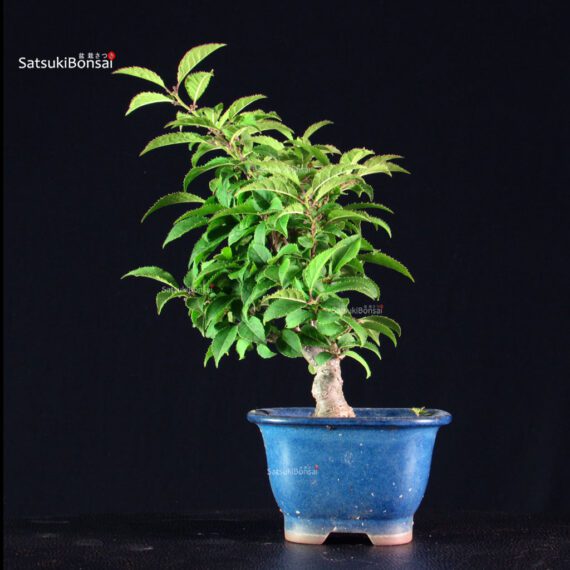 Ilex serrata femmina - immagine 10