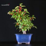 Ilex serrata femmina - immagine 3