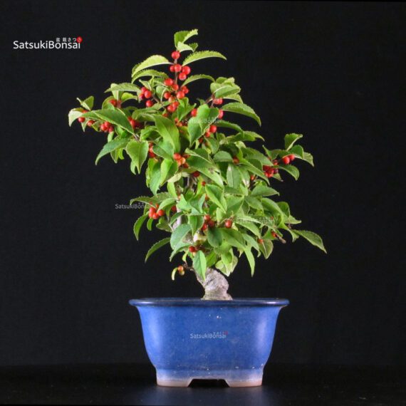Ilex serrata femmina - immagine 3