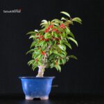 Ilex serrata femmina - immagine 4