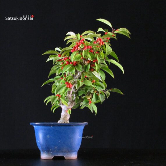 Ilex serrata femmina - immagine 4