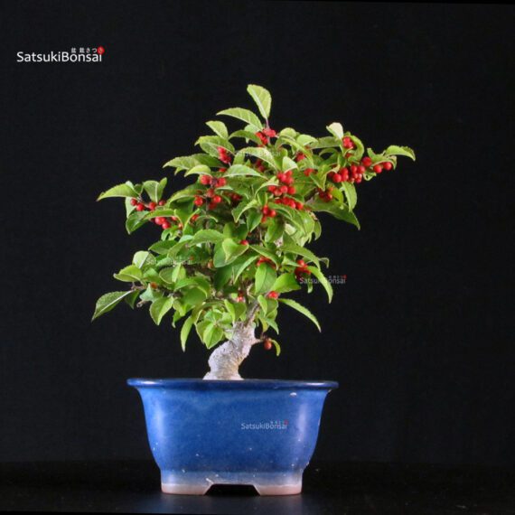 Ilex serrata femmina - immagine 5