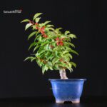 Ilex serrata femmina - immagine 6