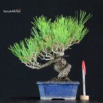 Pinus Thunbergii Kuromatsu
