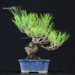 Pinus Thunbergii Kuromatsu - immagine 3