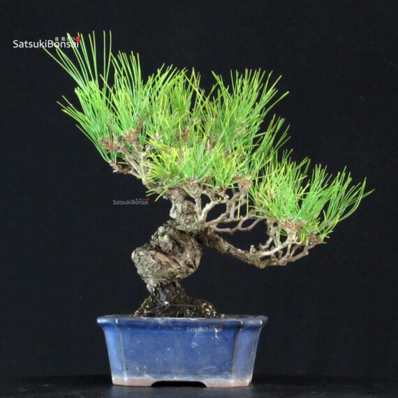 Pinus Thunbergii Kuromatsu - immagine 3
