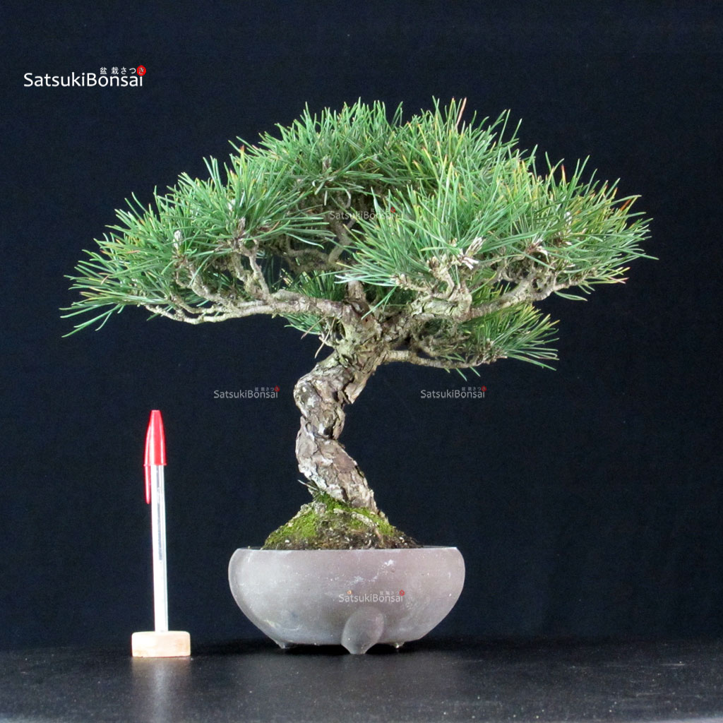255621_1-Pinus-thunbergii Pinus Thunbergii Kuromatsu - immagine 1