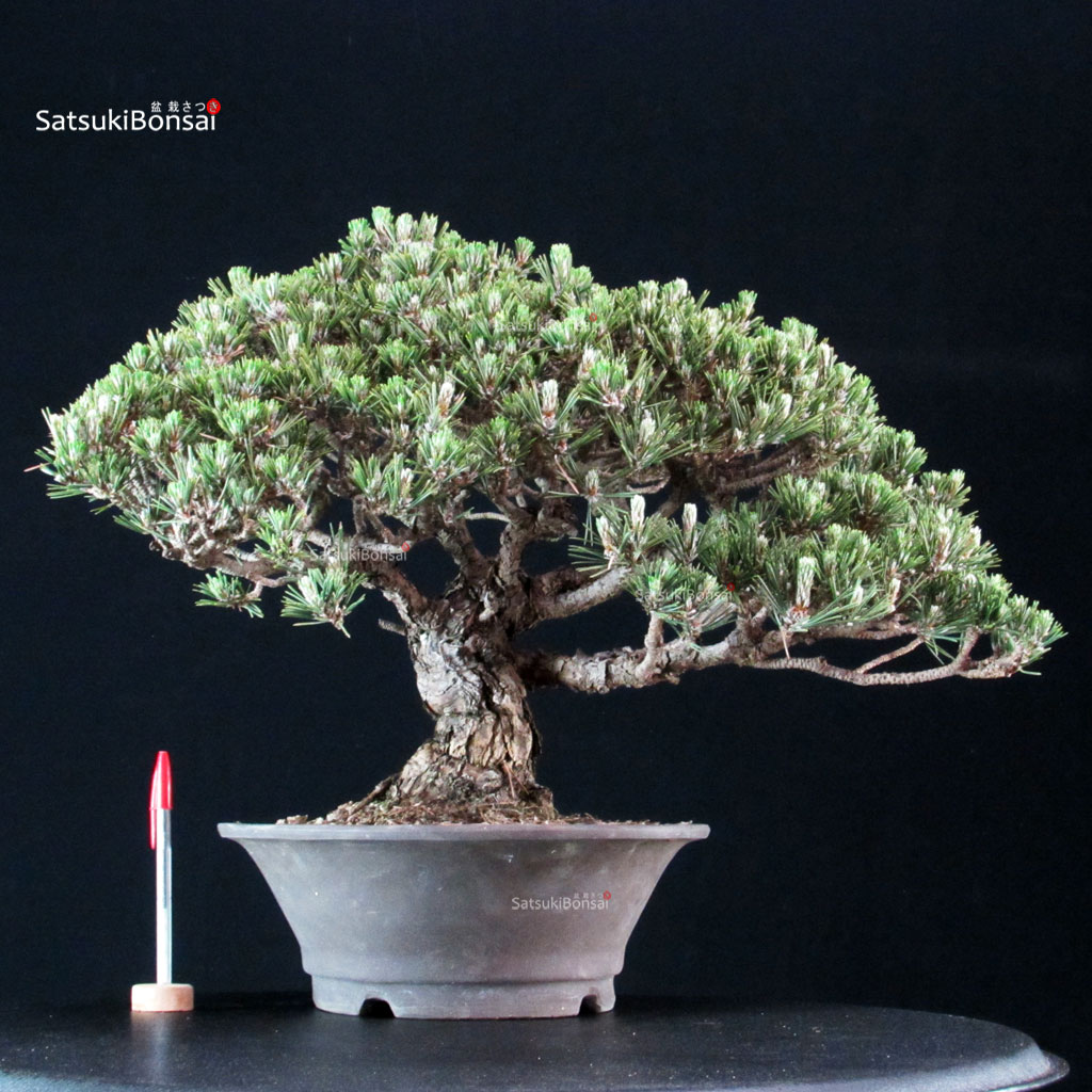 255670_1-Pinus-thunbergii-kotobuki Pinus Thunbergii Kuromatsu Kotobuki - immagine 1